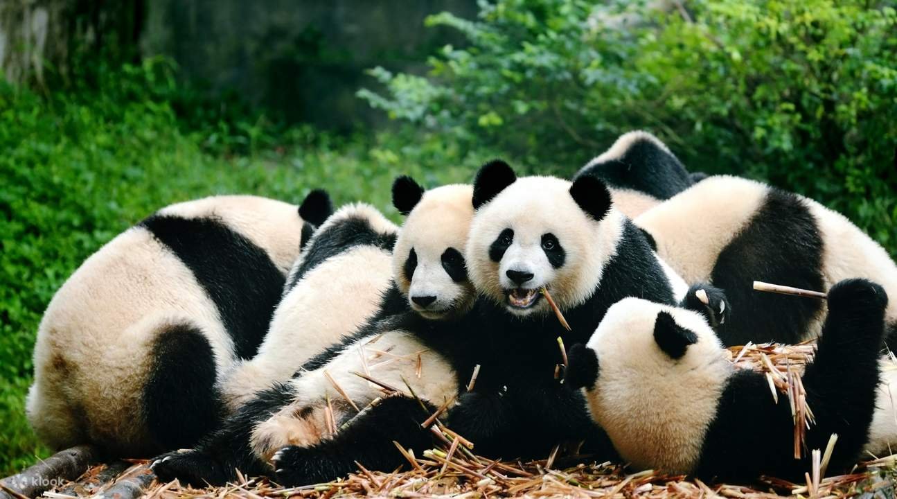 Image for The Land of Pandas