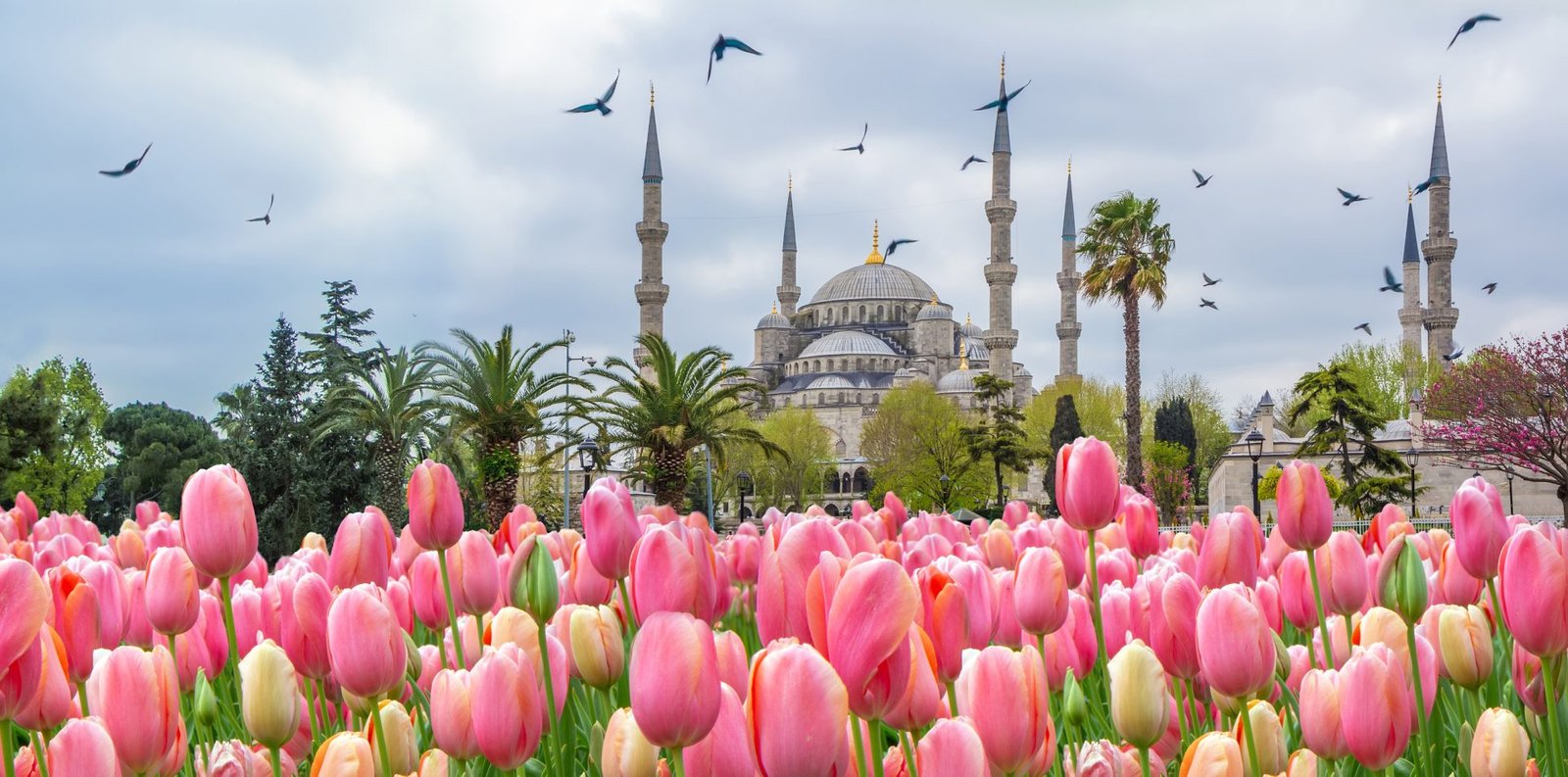 Image for Spring in Turkey: A Blooming Paradise